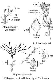 Image result for Atriplex