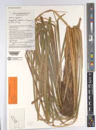 Image result for Helixanthera schizocalyx