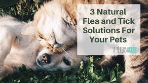 Leaving ticks on dogs to fall off naturally. 3 Natural Flea Tick Solutions For Your Pets St Petersbark