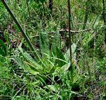 Image result for Aloe zebrina