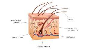 The three active ingredients in nioxin work together to create a crystalline microfiber enclosure with each hair shaft, hence, increasing its diameter right away. Nioxin Reviews Does Nioxin Work For Thinning Hair By Yasmin Ni Medium