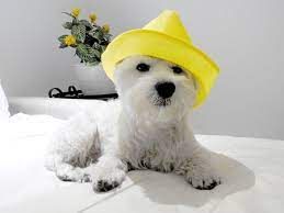 Because At Yummypets We Love A Little Bit Of Tenderness Here Is Our Top 10 Pet Hugs And Pets Westie Dogs Custom Pet Memorials