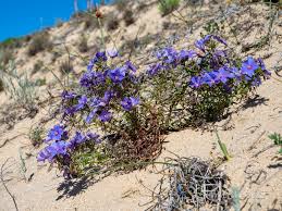 Image result for Lysimachia monelli