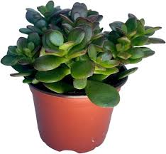 Image result for Crassula schimperi