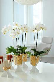 Beautiful White With Yellow Orchids C Anthura Phalaenopsis Bristol White Yellow Orchids Indoor Orchids White Orchids