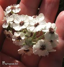 Image result for Eriocephalus racemosus