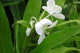 Butterfly Ginger Cat Safe Plants Dog Friendly Plants Plants