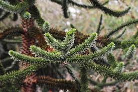 If you're not sure when to water your tree you may not need to fertilize your tree, but if you notice slow or stalled growth, a monthly feeding, around early spring, can be helpful.simply use. How To Grow And Care For A Monkey Puzzle Tree