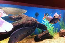 We did not find results for: Epoxy Pond Liner Pond Armor