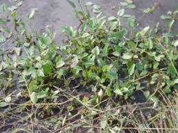 Image result for Monochoria africana