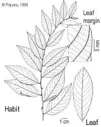 Image result for Bridelia atroviridis