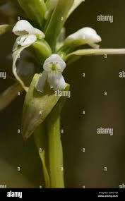 Image result for Satyrium trinerve