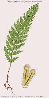 Image result for Hymenophyllum kuhnii
