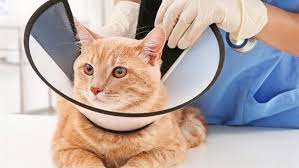 Kedi Kisirlastirma Ucreti 2020