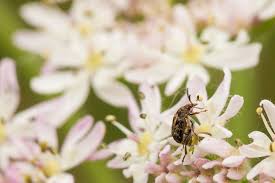 Broad Bean Seed Beetle Bean Seeds Broad Bean Seeds