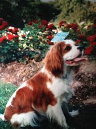 Check spelling or type a new query. When It S Time To Fight And Time To Let Go Good Pet Parent