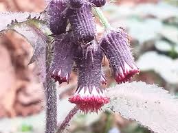 Image result for Crassocephalum uvens