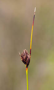 Image result for Schoenus