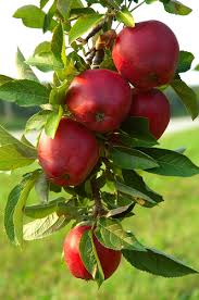Conditions (often used as a shade tree for new it has good autumn color even in mild climates. Apple Trees Archives Ison S Nursery Vineyard