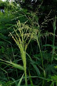 Image result for Panicum calvum