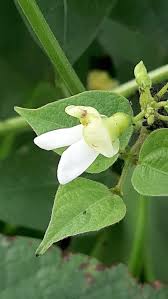 Image result for Phaseolus lunatus