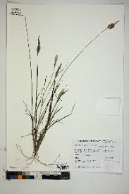 Image result for Enneapogon scoparius