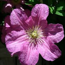 Hier geht es um die pflanze, ­nicht den paketdienst langjährige erfahrungen und bilder aus vielen. Clematis Comtesse De Bouchaud Online Kaufen Clematisonline De