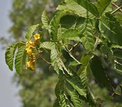 Image result for Markhamia lutea