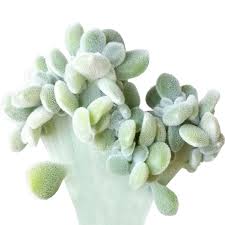 Maybe you would like to learn more about one of these? Crested Echeveria Frosty Rare Succulents For Sale Succulents Box