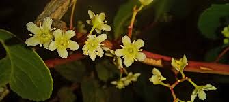 Image result for Eriosema psoraleoides