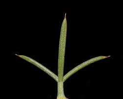 Image result for Argyrolobium macrophyllum