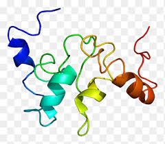 Sebelum jauh membahas tentang makanan mengandung protein, sebaiknya anda ketahui lagi apa itu protein. Motif Struktural Rna Protein Pengikat Sequence Motif Rna Protein Pengikat Motif Y Linked Keluarga 1 Anggota A1 Lain Lain Aneka Lain Lain Png Pngegg
