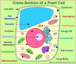 Like plant cells, fungal cells have a cell wall but they aren't made of cellulose, they're made of bacteria cells are very different from animal, plant or fungal cells. Draw A Neat Diagram Of Plant Cell And Level Any Three Parts Which Differentiate It From Animal Cell Brainly In