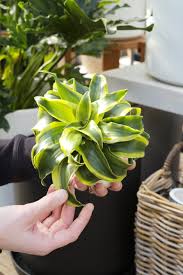 Image result for dracaena