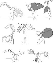 Image result for Stylochaeton puberulus