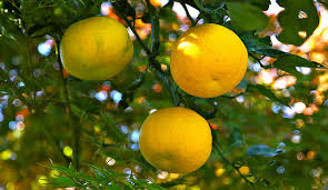 In zone 6 it will lose some or most of its leaves. Cutting Edge Crops Grow Yuzu Lemons For Profit Hobby Farms