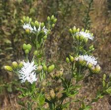Image result for Vernonia glabra