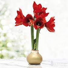 Amazon Com Gold Base Waxed Amaryllis Flower Bulb With Stand No Water Needed Garden Outdoor Amaryllis Flowers Bulb Flowers Spring Flowering Bulbs