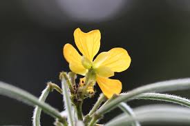 Image result for Senna hirsuta