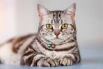 American Shorthair Cat Breed Information - Vetstreet