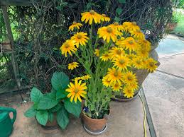 Image result for Rothia hirsuta