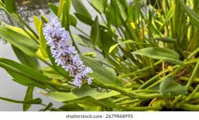 Image result for Pontederia
