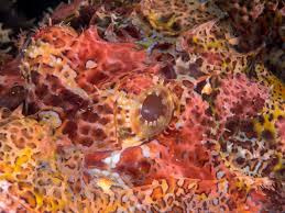 Diese ist in ostasien als delikatesse sehr begehrt und wird dort um viel geld. Skorpionsfisch Abalone Plongee Mayotte Foto 356208 Auf Taucher Net