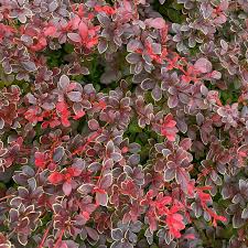 Image result for Berberis