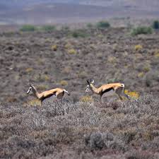 Image result for Sacciolepis rigens