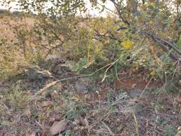 Image result for Sehima