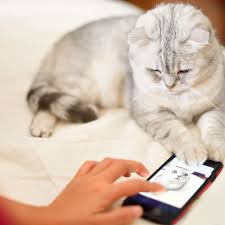 This cat was a remarkably large and beautiful animal, quite black and surprisingly clever. Reasons Why Cats Get Jealous And How To Stop It