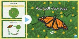 بساط مفردات دورة حياة الفراشة Mandarin Chinese Real People Resources