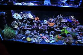 Black Sand Fish Tank Saltwater Google Search Saltwater Tank Saltwater Fish Tanks Aquarium