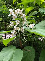 Maybe you would like to learn more about one of these? Northern Catalpa Glen Arboretum